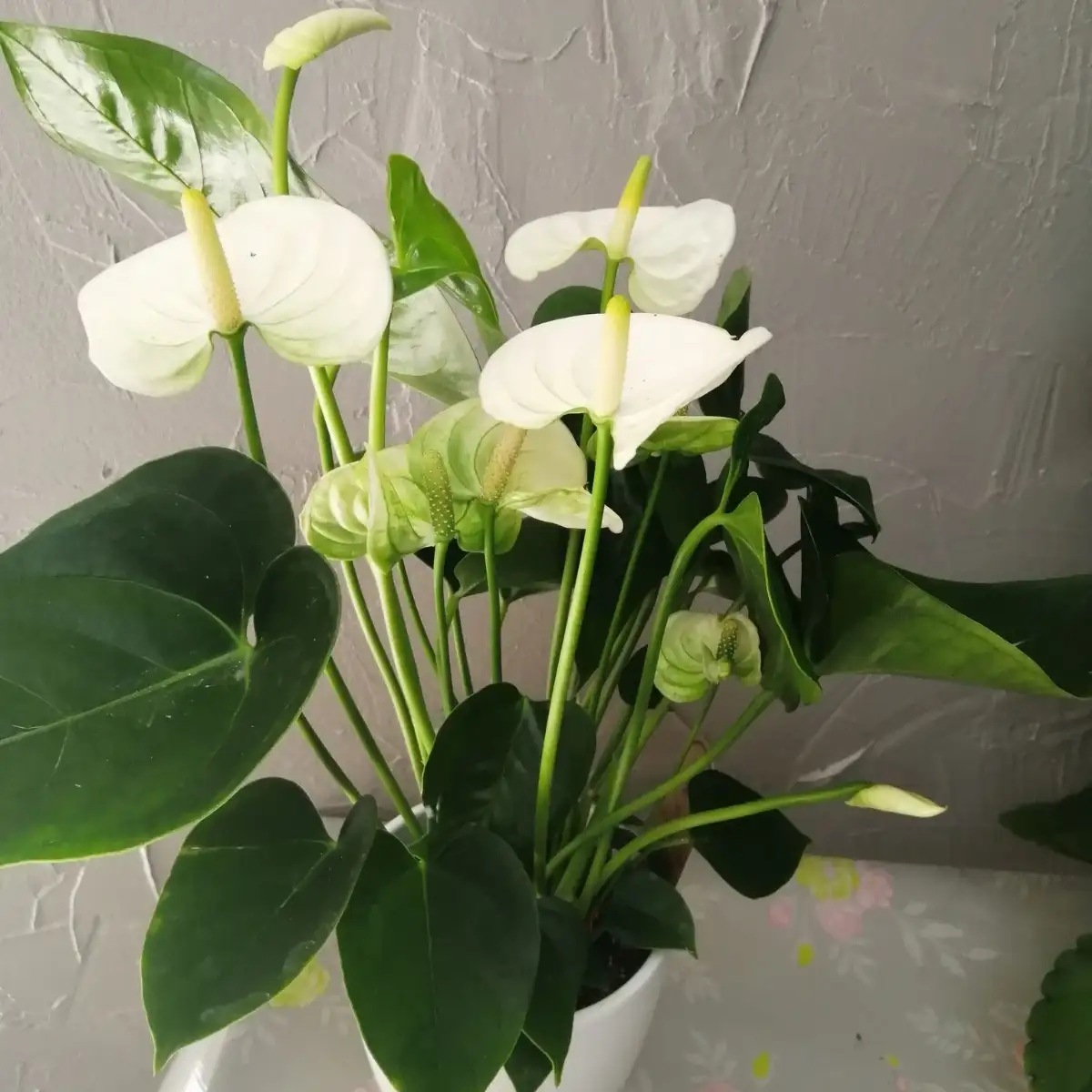 Anthurium