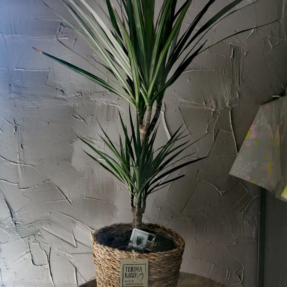 Draceana