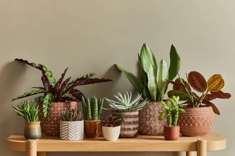 Composition de plantes